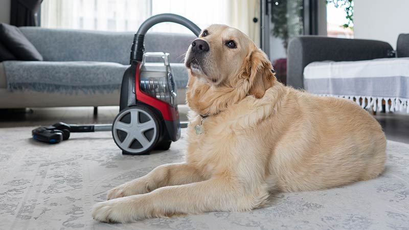 meilleurs aspirateurs pour poils d'animaux